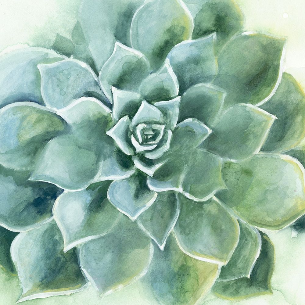 Wall Art Painting id:226272, Name: Verdant Succulent II, Artist: Borges, Victoria