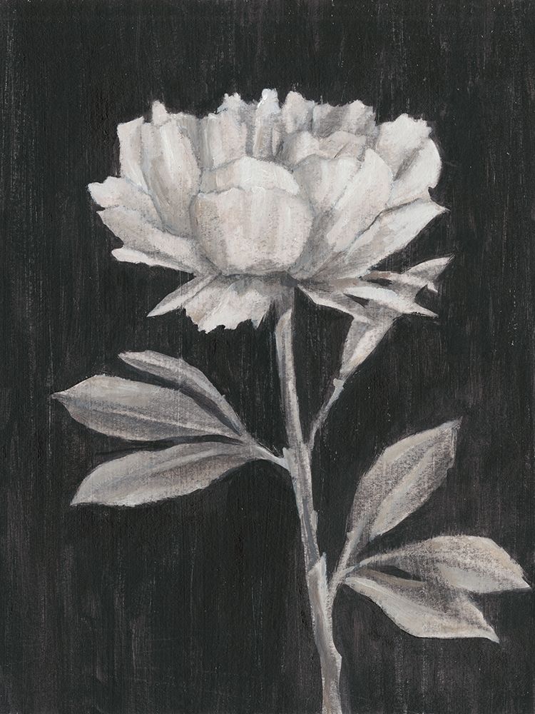 Wall Art Painting id:230079, Name: Black and White Flowers III, Artist: Harper, Ethan