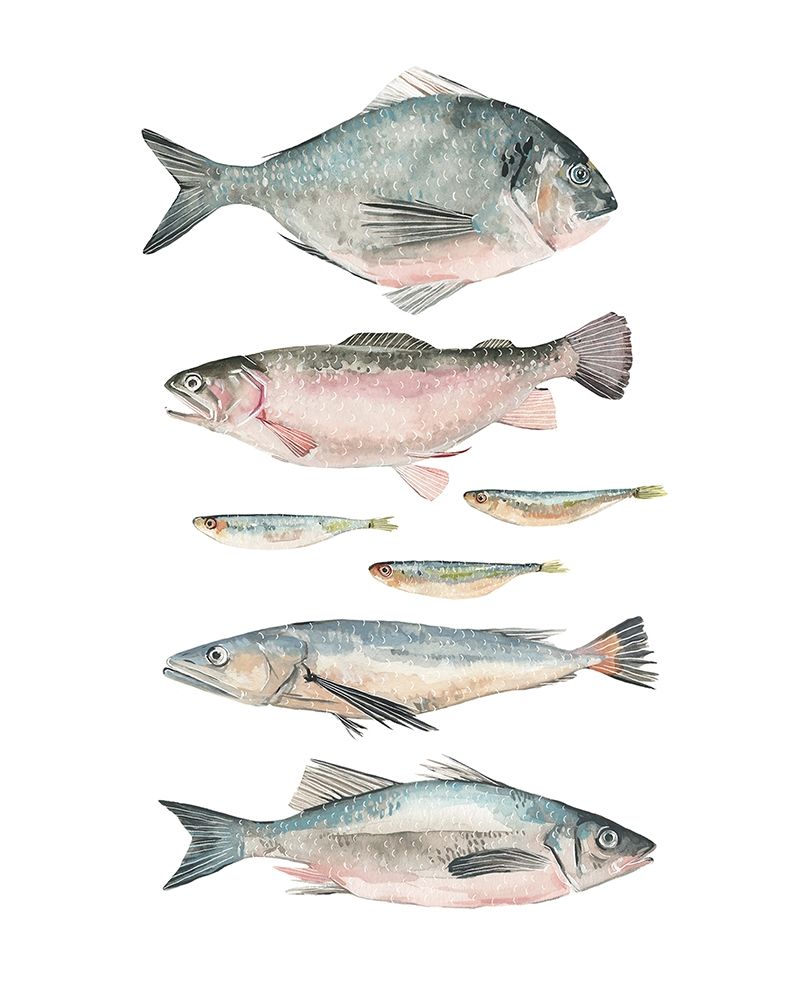 Wall Art Painting id:230467, Name: Fish Composition II, Artist: Scarvey, Emma