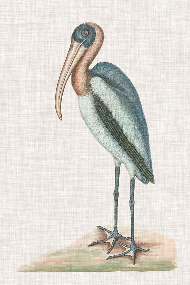 Wall Art Painting id:230596, Name: Catesby Heron IV, Artist: Catesby, Mark