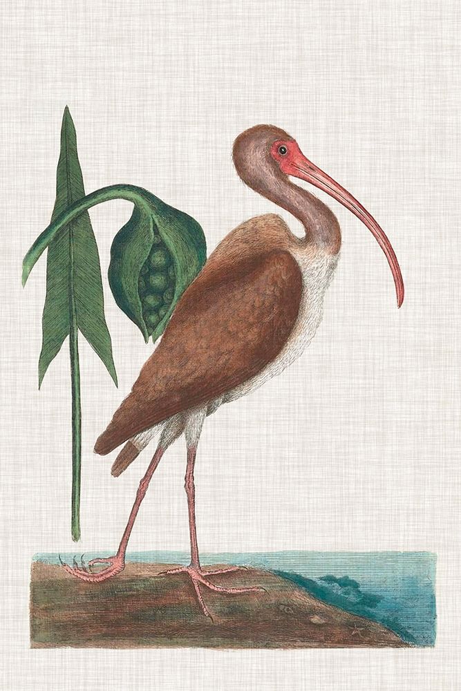 Wall Art Painting id:230597, Name: Catesby Heron V, Artist: Catesby, Mark