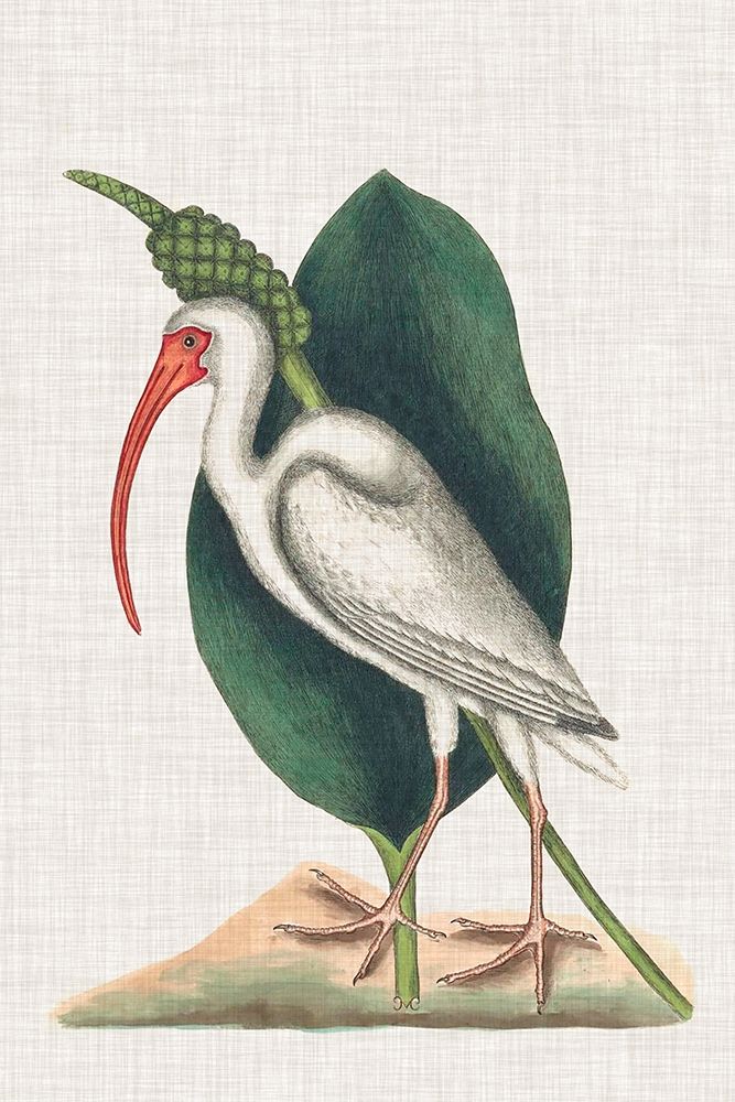 Wall Art Painting id:230598, Name: Catesby Heron VI, Artist: Catesby, Mark