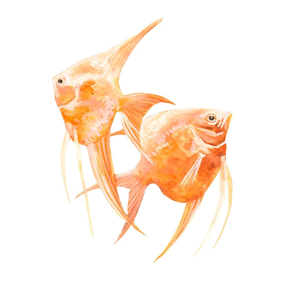 Wall Art Painting id:245092, Name: Discus Fish IV, Artist: Scarvey, Emma