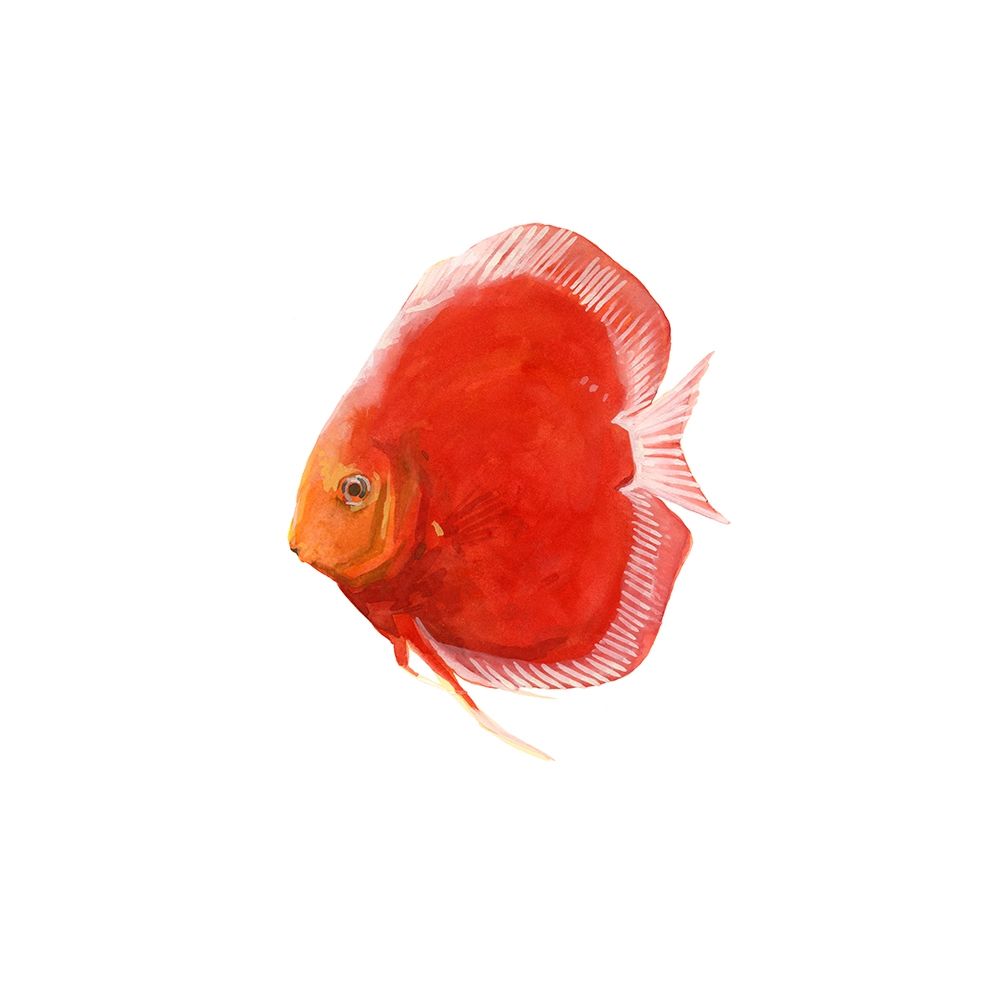 Wall Art Painting id:245093, Name: Discus Fish V, Artist: Scarvey, Emma