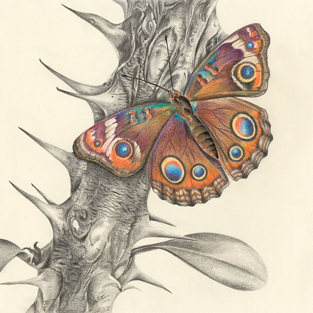 Wall Art Painting id:283081, Name: Majestic Butterfly II, Artist: Liama, Lily