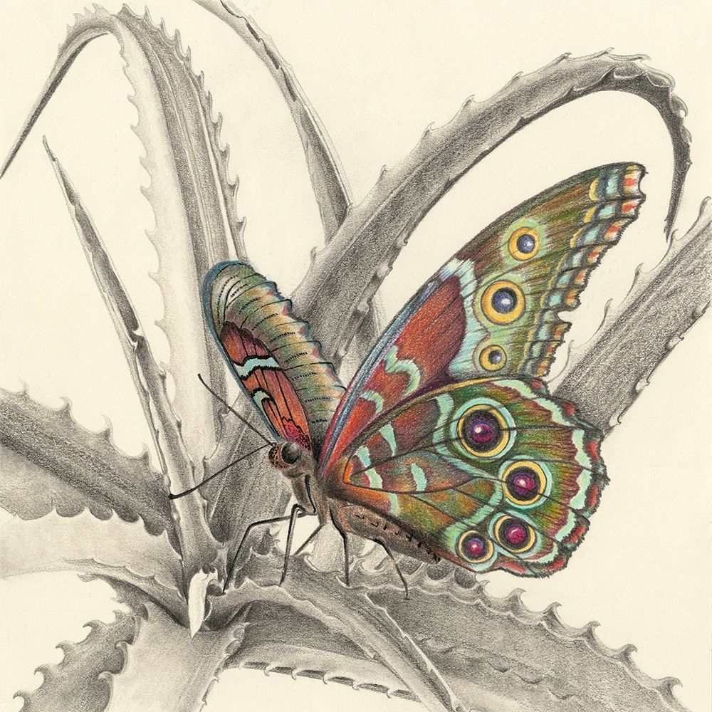 Wall Art Painting id:283082, Name: Majestic Butterfly III, Artist: Liama, Lily