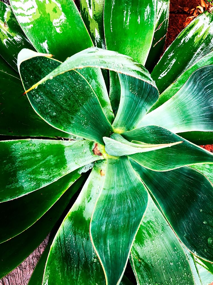 Wall Art Painting id:259342, Name: Green Tropical Succulent II, Artist: Orlov, Irena