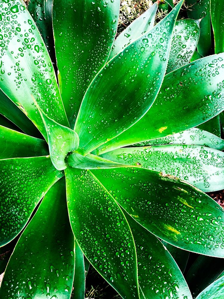 Wall Art Painting id:259345, Name: Green Tropical Succulent V, Artist: Orlov, Irena