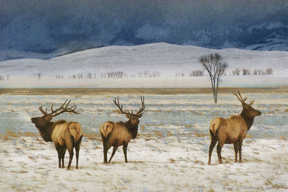 Wall Art Painting id:226560, Name: Custom Refuge Elk (ASH), Artist: Vest, Chris