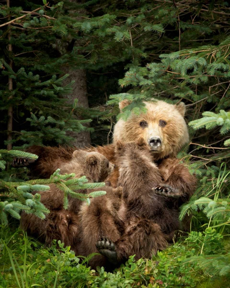 Wall Art Painting id:76480, Name: Bears at Play IV, Artist: PHBurchett