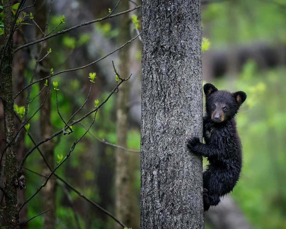 Wall Art Painting id:76482, Name: Bears at Play VI, Artist: PHBurchett