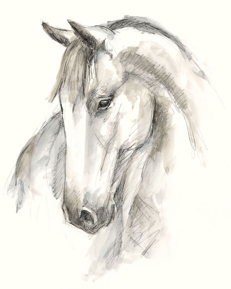 Wall Art Painting id:226601, Name: Watercolor Equine Study II, Artist: Harper, Ethan