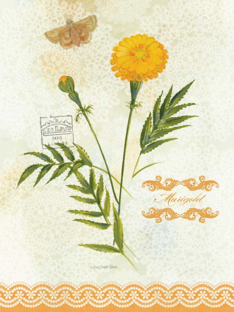 Wall Art Painting id:76752, Name: Flower Study on Lace XI, Artist: Della-Piana, Elissa