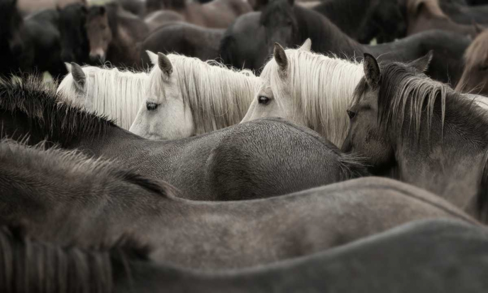 Wall Art Painting id:77313, Name: White Horses, Artist: PHBurchett