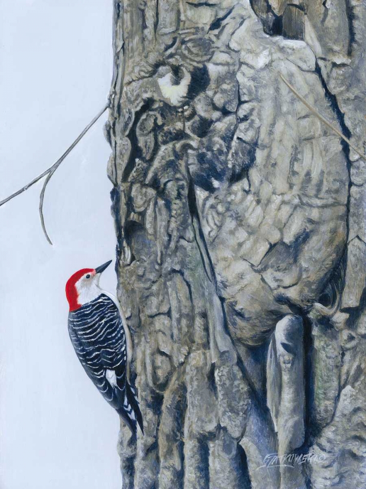 Wall Art Painting id:77353, Name: Red Bellied Woodpecker I, Artist: Szatkowski, Fred