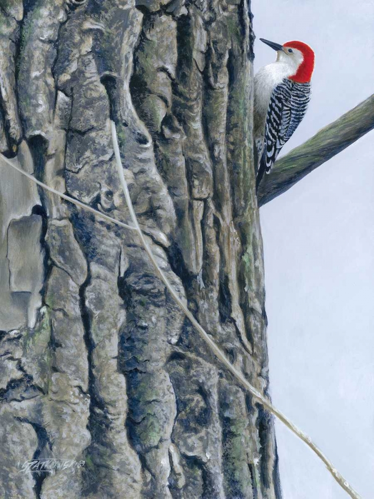 Wall Art Painting id:77354, Name: Red Bellied Woodpecker II, Artist: Szatkowski, Fred