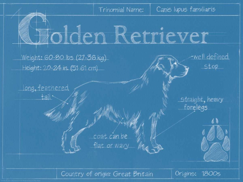 Wall Art Painting id:83821, Name: Blueprint Golden Retriever, Artist: Harper, Ethan