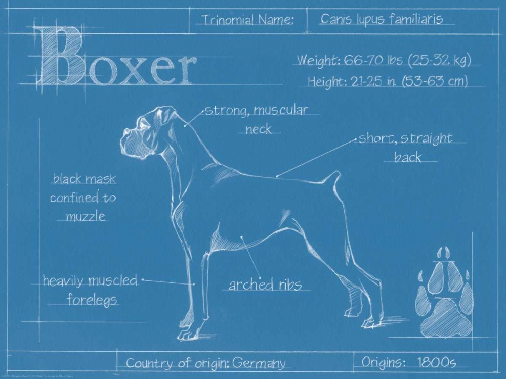 Wall Art Painting id:83823, Name: Blueprint Boxer, Artist: Harper, Ethan