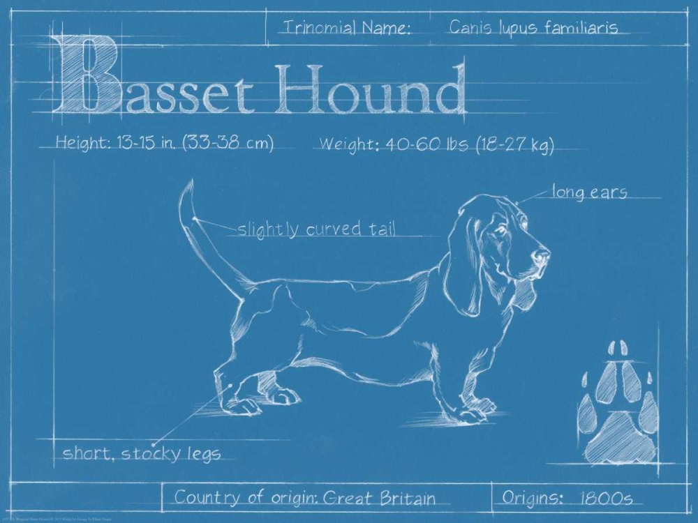 Wall Art Painting id:83825, Name: Blueprint Basset Hound, Artist: Harper, Ethan