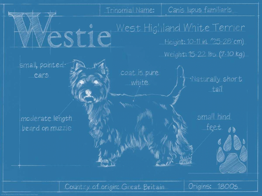 Wall Art Painting id:83826, Name: Blueprint Westie, Artist: Harper, Ethan