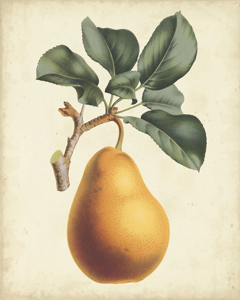 Wall Art Painting id:226625, Name: Antique Pear Botanical I, Artist: Van Houtteano, Horto