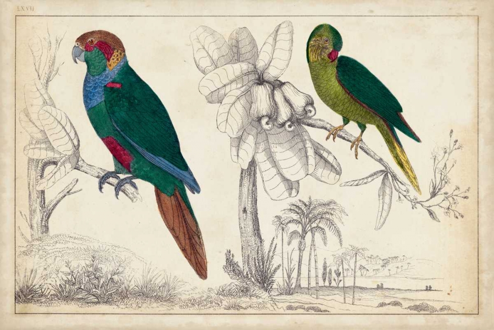 Wall Art Painting id:78488, Name: Parrot Pair I, Artist: Unknown