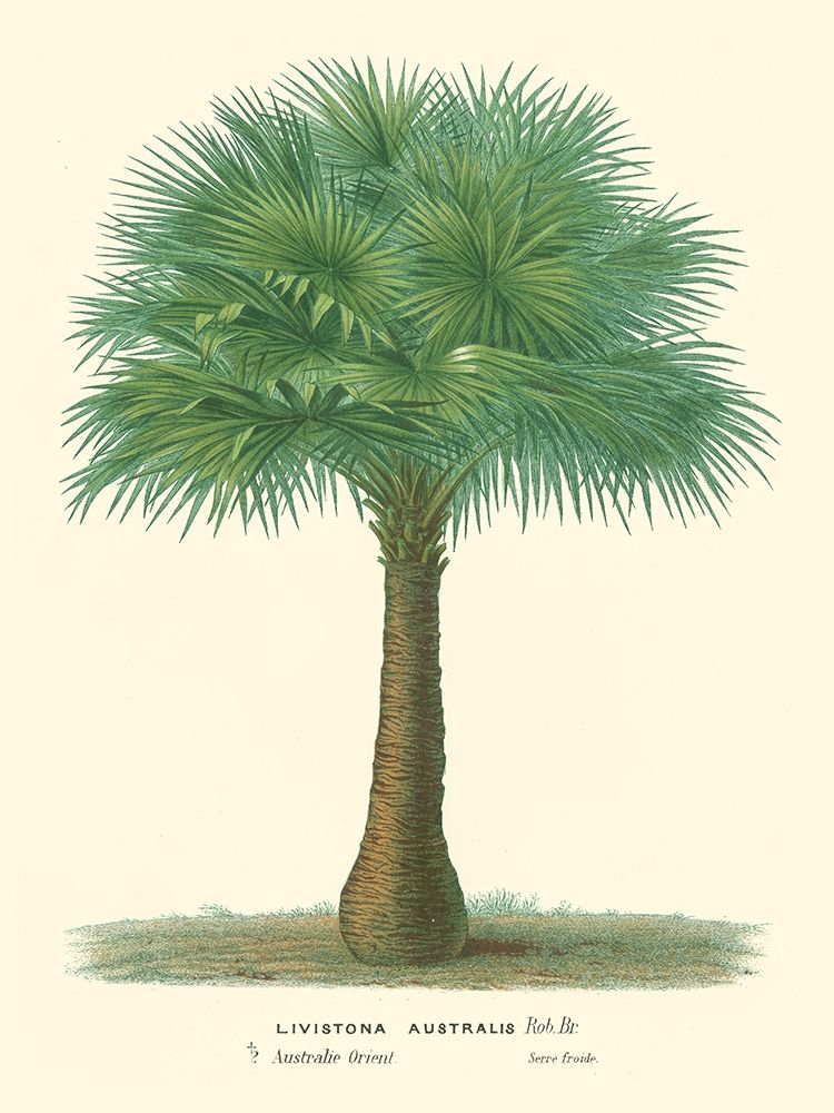 Wall Art Painting id:434166, Name: Small Palm of the Tropics I, Artist: Van Houtteano, Horto