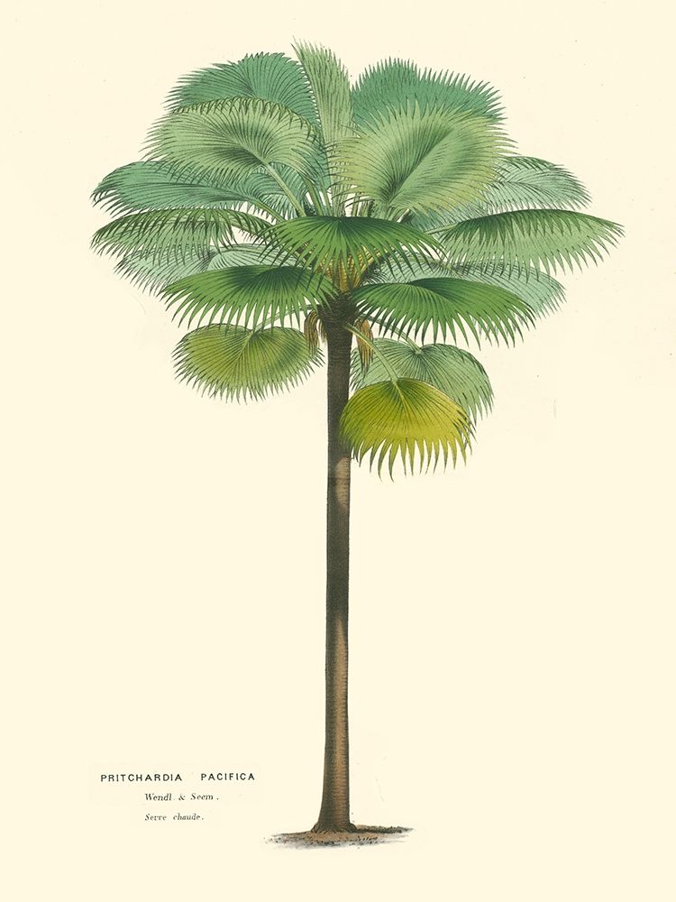 Wall Art Painting id:434167, Name: Small Palm of the Tropics II, Artist: Van Houtteano, Horto