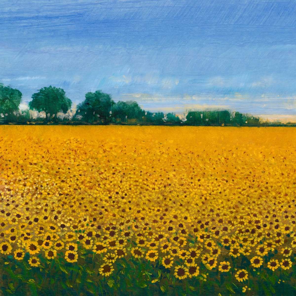 Wall Art Painting id:84096, Name: Field of Sunflowers I, Artist: OToole, Tim