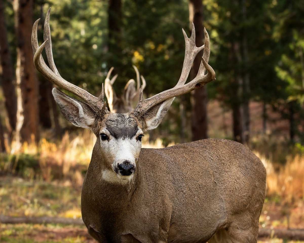 Similar wall art painting: 98687