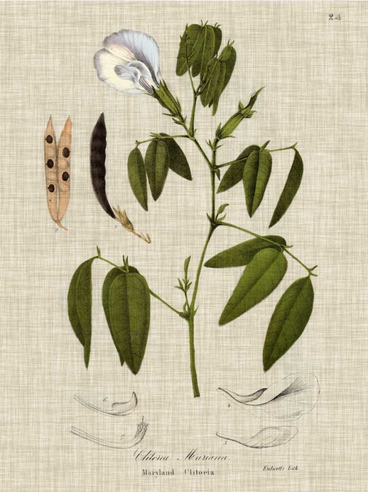Wall Art Painting id:121225, Name: Linen and Leaves IV, Artist: Vision Studio