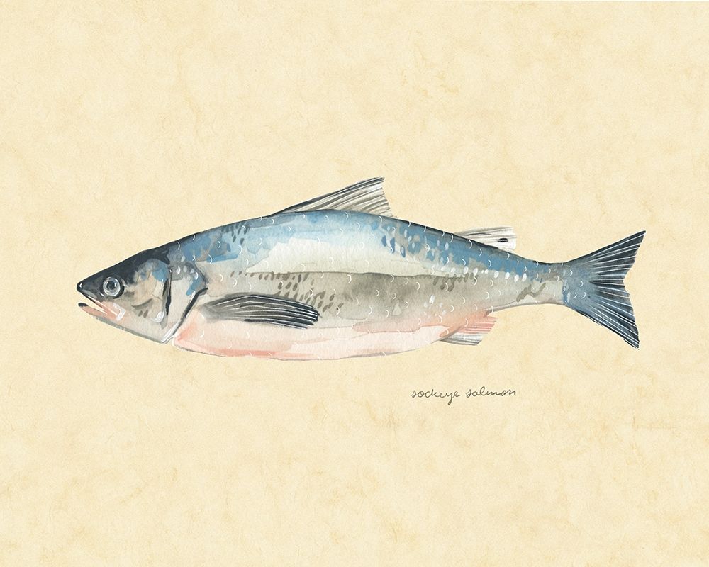 Wall Art Painting id:275652, Name: Catch of the Day IV, Artist: Scarvey, Emma