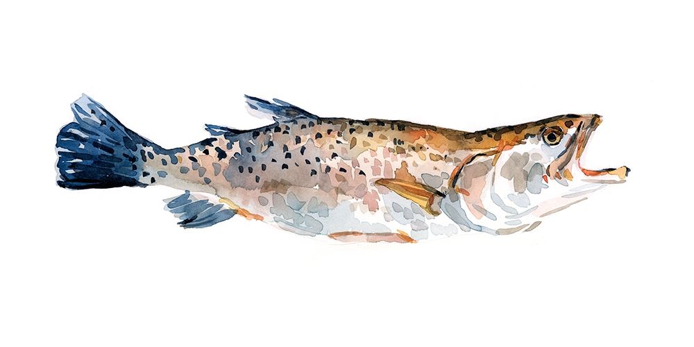 Wall Art Painting id:275656, Name: Freckled Trout II, Artist: Scarvey, Emma