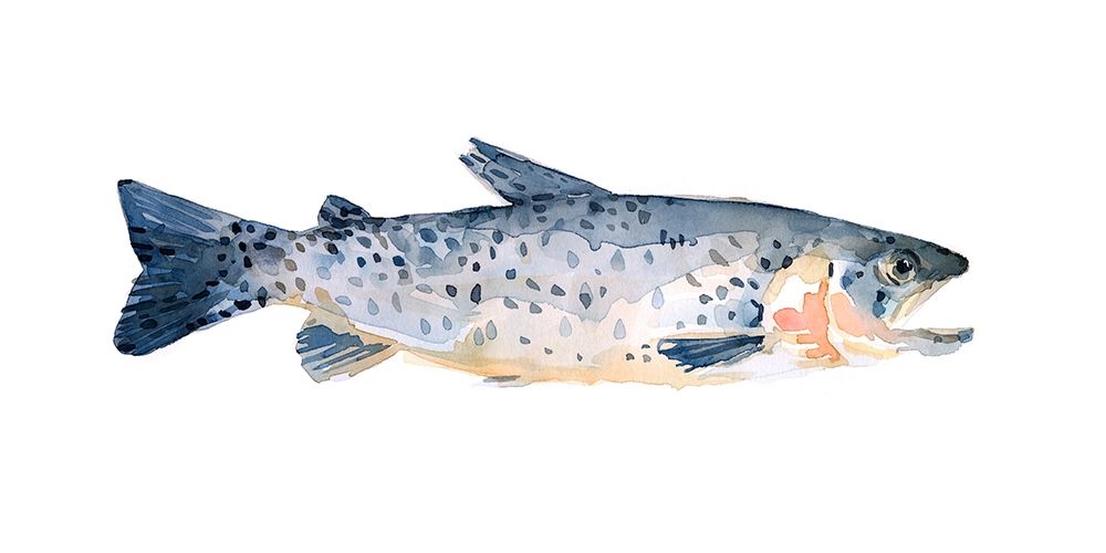 Wall Art Painting id:275658, Name: Freckled Trout IV, Artist: Scarvey, Emma