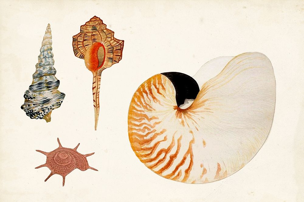 Wall Art Painting id:312870, Name: Antique Shell Anthology I, Artist: Vision Studio