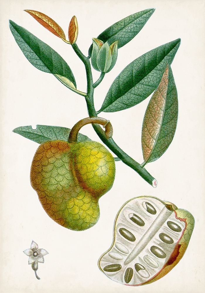Wall Art Painting id:312986, Name: Turpin Tropical Fruit III, Artist: Turpin