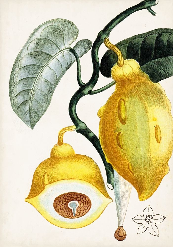 Wall Art Painting id:312987, Name: Turpin Tropical Fruit IV, Artist: Turpin