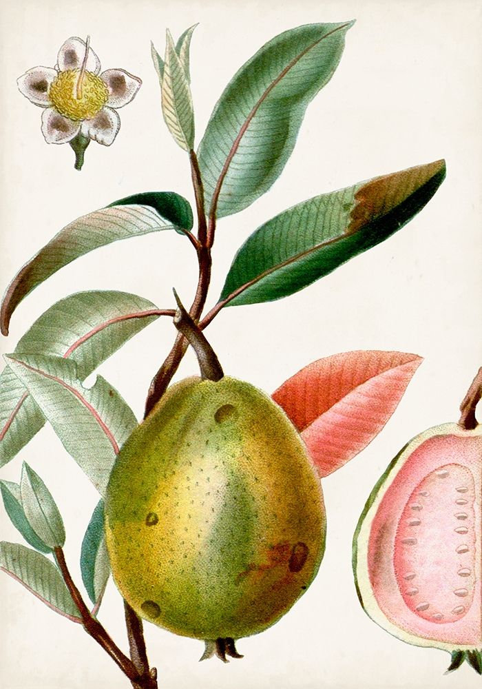 Wall Art Painting id:312991, Name: Turpin Tropical Fruit IX, Artist: Turpin