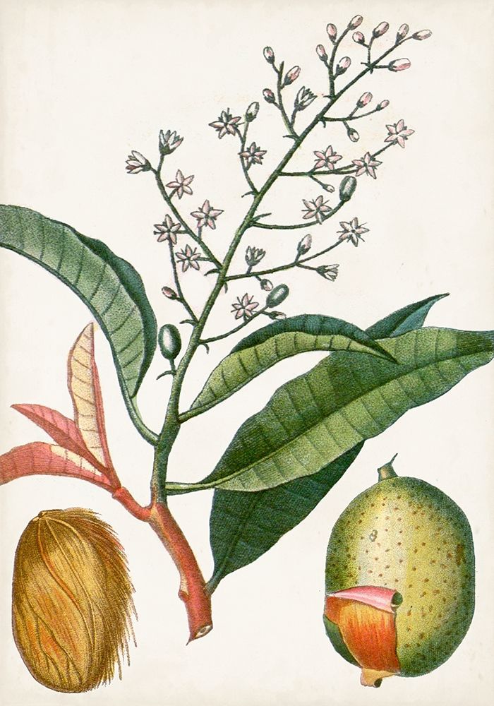 Wall Art Painting id:312992, Name: Turpin Tropical Fruit X, Artist: Turpin