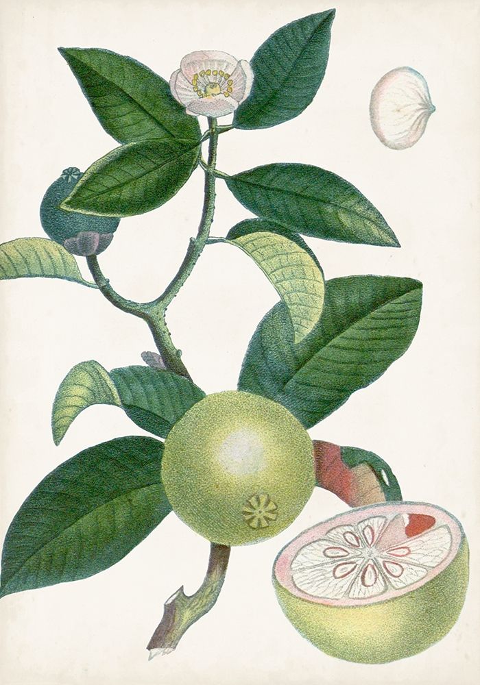Wall Art Painting id:312993, Name: Turpin Tropical Fruit XI, Artist: Turpin