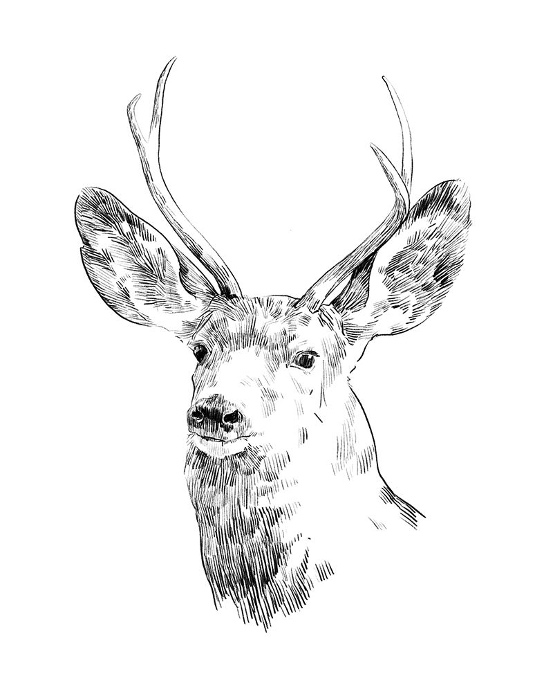 Wall Art Painting id:314060, Name: Young Buck Sketch IV, Artist: Scarvey, Emma