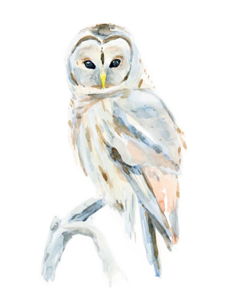 Wall Art Painting id:328113, Name: Arctic Owl II, Artist: Warren, Annie