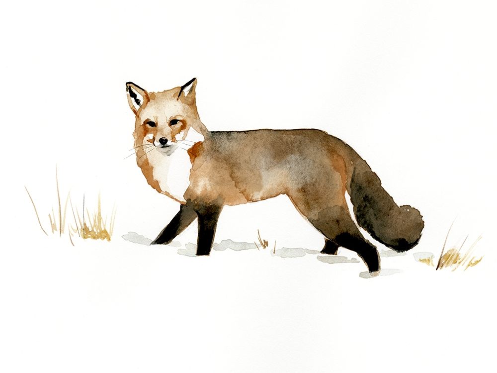 Wall Art Painting id:339656, Name: Winter Fox II, Artist: Barnes, Victoria