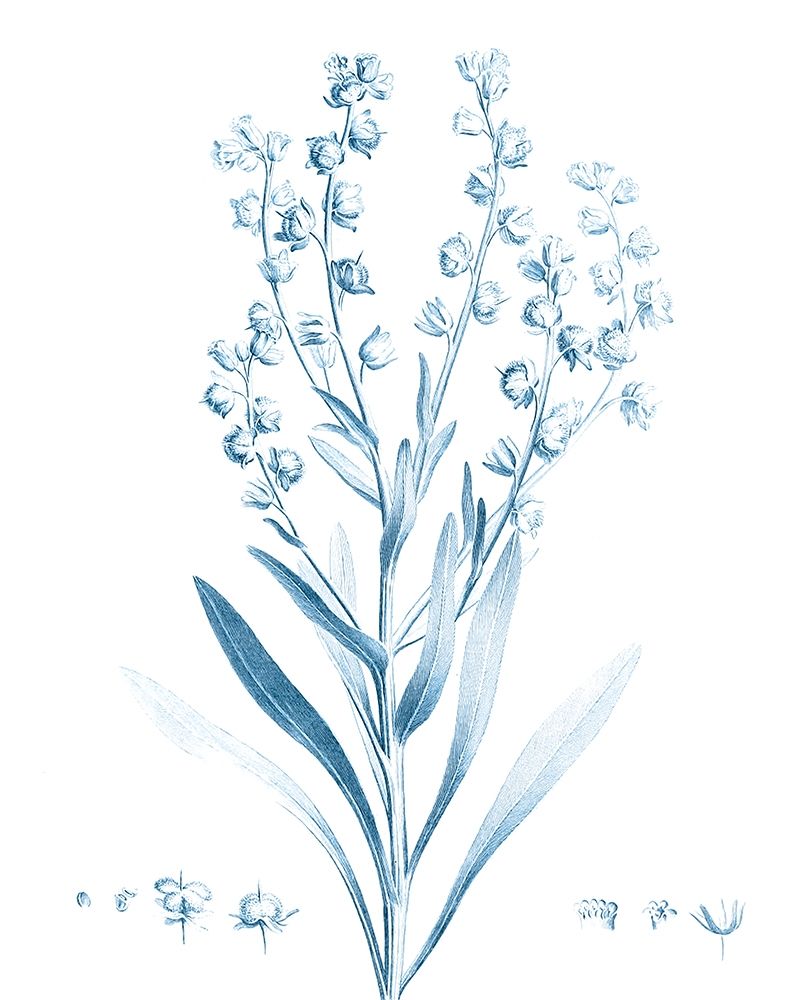 Wall Art Painting id:340126, Name: Antique Botanical in Blue I, Artist: Vision Studio 