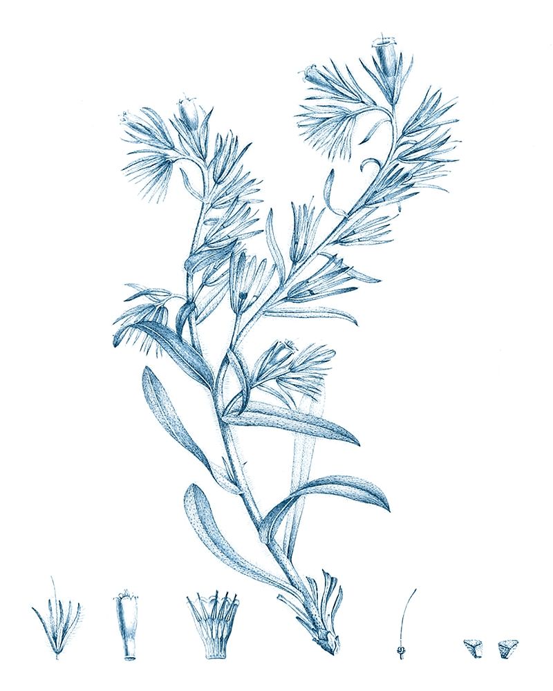 Wall Art Painting id:340127, Name: Antique Botanical in Blue II, Artist: Vision Studio 