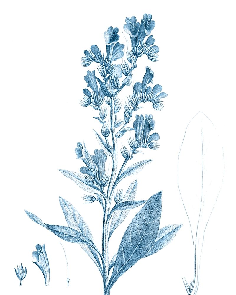 Wall Art Painting id:340128, Name: Antique Botanical in Blue III, Artist: Vision Studio 