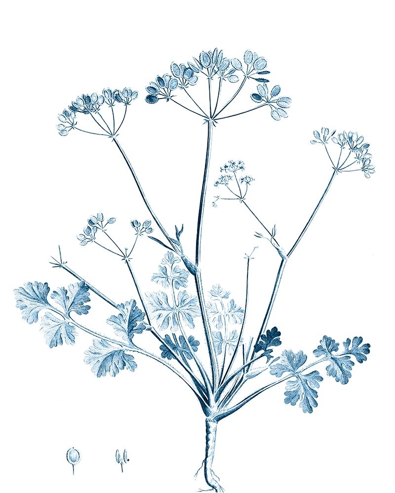 Wall Art Painting id:340129, Name: Antique Botanical in Blue IV, Artist: Vision Studio 