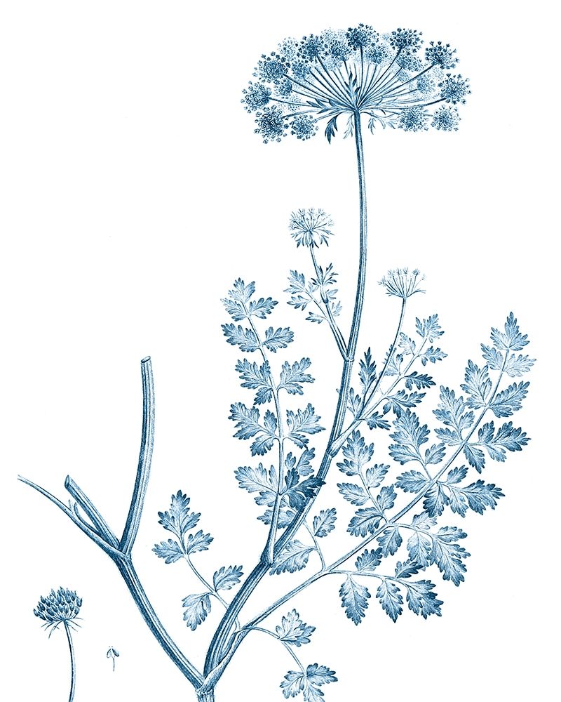 Wall Art Painting id:340130, Name: Antique Botanical in Blue V, Artist: Vision Studio 