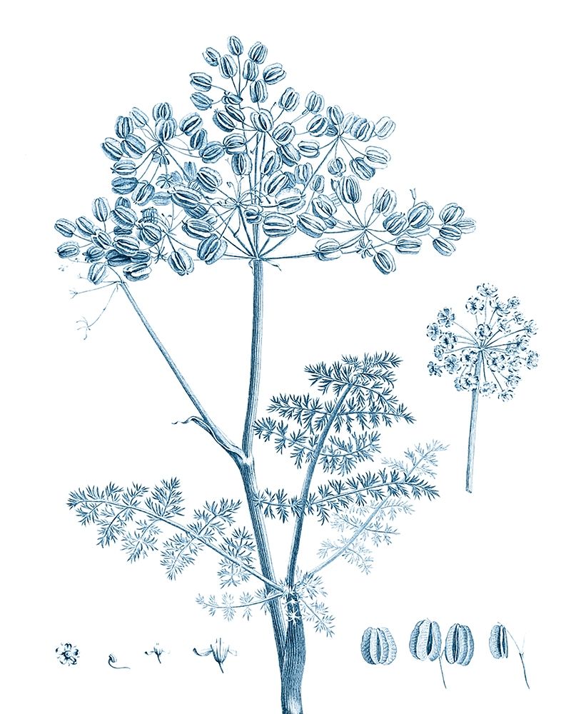 Wall Art Painting id:340131, Name: Antique Botanical in Blue VI, Artist: Vision Studio 