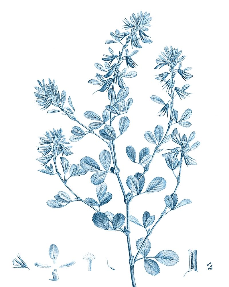 Wall Art Painting id:340133, Name: Antique Botanical in Blue VIII, Artist: Vision Studio 